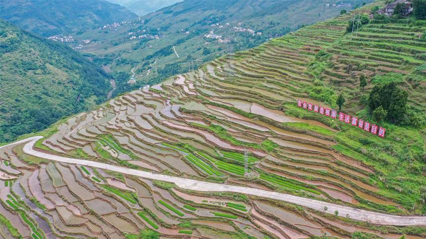 重庆丰都：夏耕美景入画来