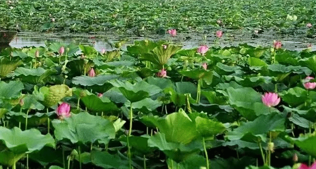 荷花为什么被公认为盛夏花卉的C位？全身都是宝