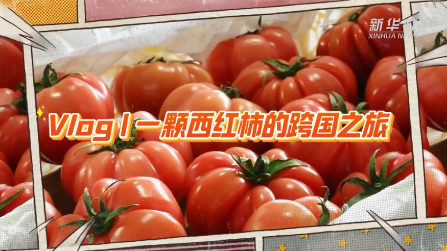 Vlog   一顆西紅柿的跨國(guó)之旅