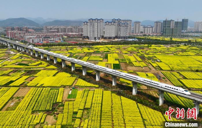 圖為武九客專江西瑞昌區(qū)段，一輛動車組列車從油菜花海上飛馳而過。(資料圖)?！『鷩?攝