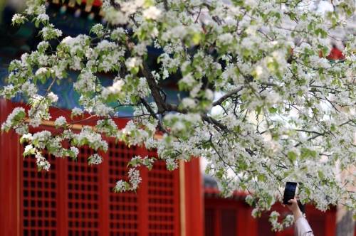 踏春赏花正当时 一起走进春天里的中国