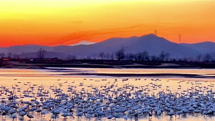萬(wàn)鳥齊飛！遼寧省鳳城市大洋河現(xiàn)“鳥浪”奇觀