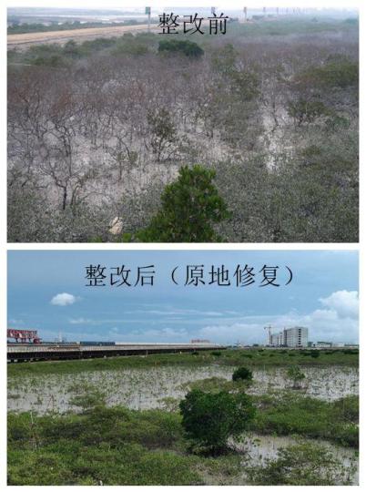廣西紅樹林保護修復顯成效三年多增加面積逾81公頃