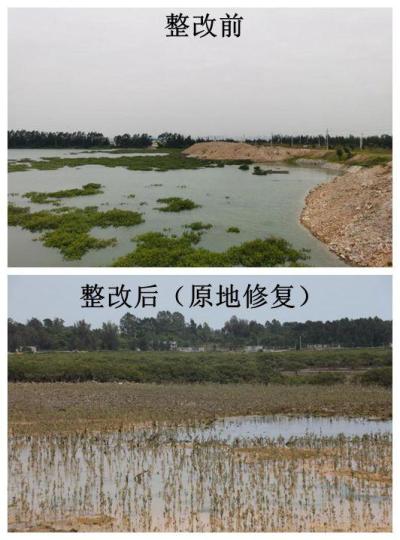 防城港市光坡鎮(zhèn)潭油村破壞紅樹林案件整改前后對比?！V西人大供圖