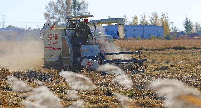 辽宁秋粮收获进入高峰期 农业机械显身手
