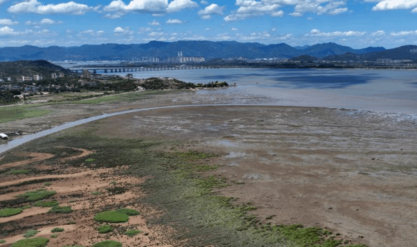 福建闽江河口湿地重焕生机 迎来候鸟迁徙季