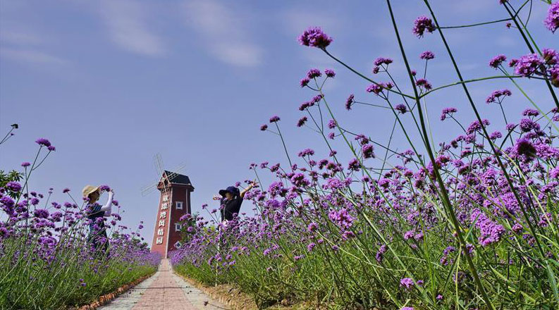 河北迁安：沙荒地变现代农业园