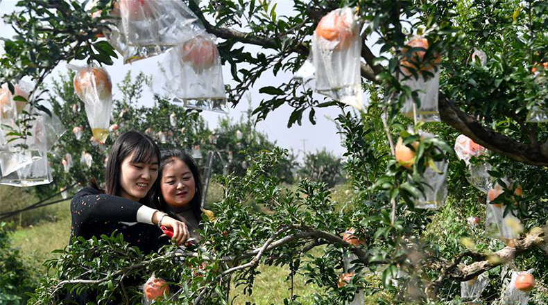 陕西临潼：金秋时节石榴红