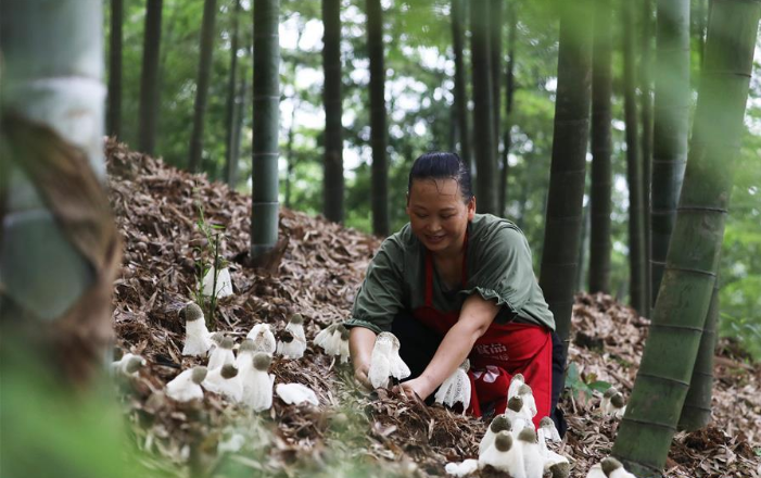 贵州赤水：林下经济助农增收