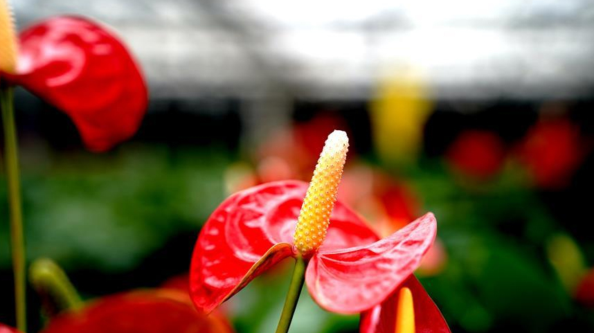 上海鲜花港：自主研发红掌新品种