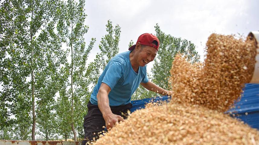 山东麦收进度已近七成