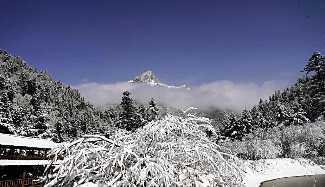 春雪润官鹅