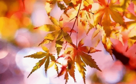 秋季昼夜温差拉大要注意什么？养生有四防