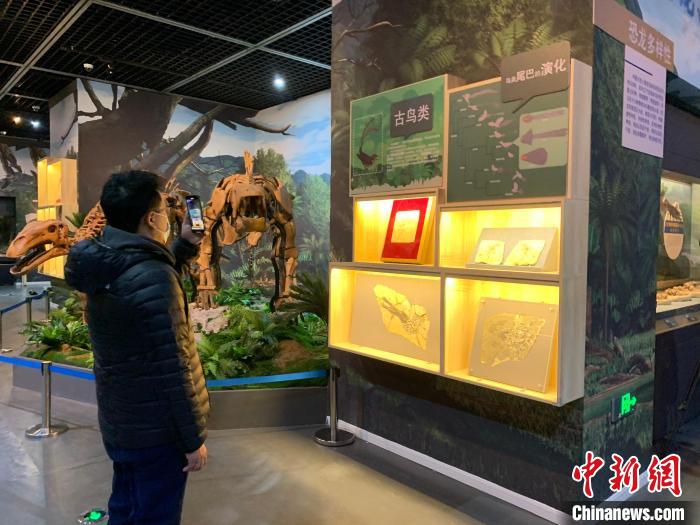 國(guó)寶級(jí)古生物化石亮相遼博還原中生代生活場(chǎng)景