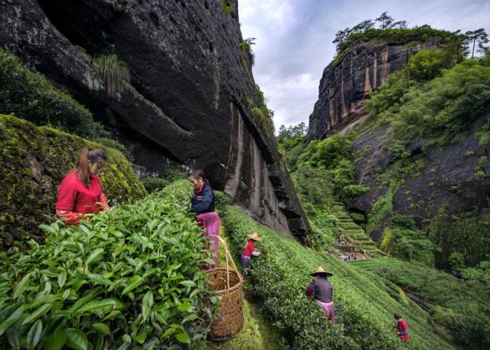 采茶工在福建武夷山茶園采茶。