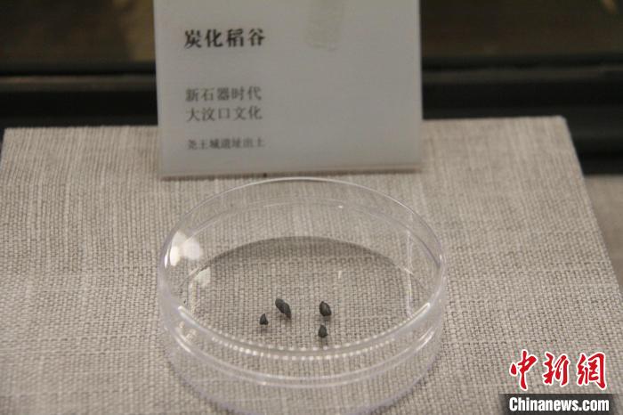 圖為日照市博物館展出的炭化水稻?！∪照帐胁┪镳^供圖