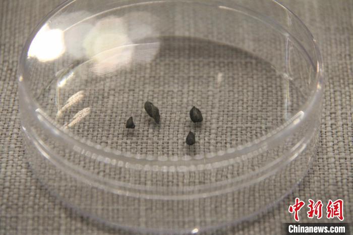 此次亮相展廳的炭化稻谷共6粒?！∪照帐胁┪镳^供圖