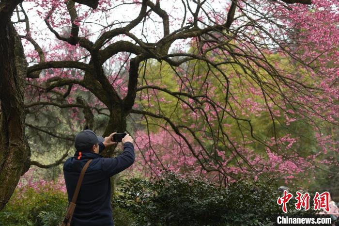 浙江文旅觀察:梅花旅游只配“拍照打卡”嗎?