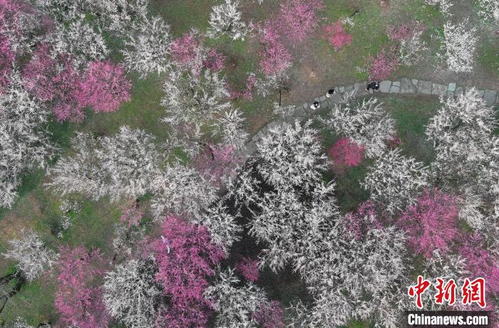 西溪濕地梅花盛開(kāi) 王剛 攝 西溪濕地梅花盛開(kāi) 王剛 攝