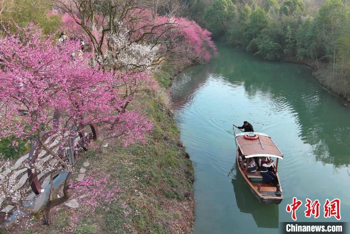 西溪濕地梅花盛開(kāi) 王剛 攝 西溪濕地梅花盛開(kāi) 王剛 攝