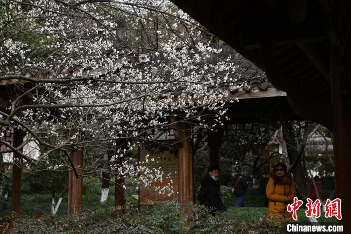 西湖梅花盛開(kāi) 王剛 攝 西湖梅花盛開(kāi) 王剛 攝