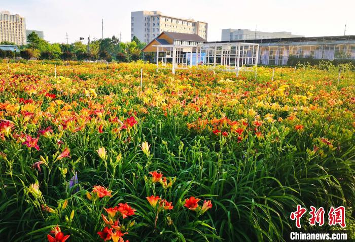 上應大先后與上海、云南、湖南、山西等地方政府與企業(yè)共建萱草產(chǎn)業(yè)研究院。　上海應用技術大學供圖