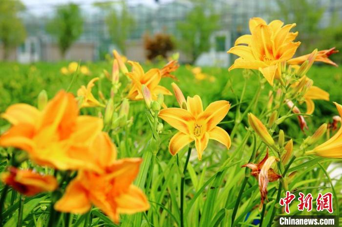 萱草，自古被稱為“中華母親花”，承載了忘憂、孝親、慈母、感恩等文化內(nèi)涵?！∩虾眉夹g大學供圖