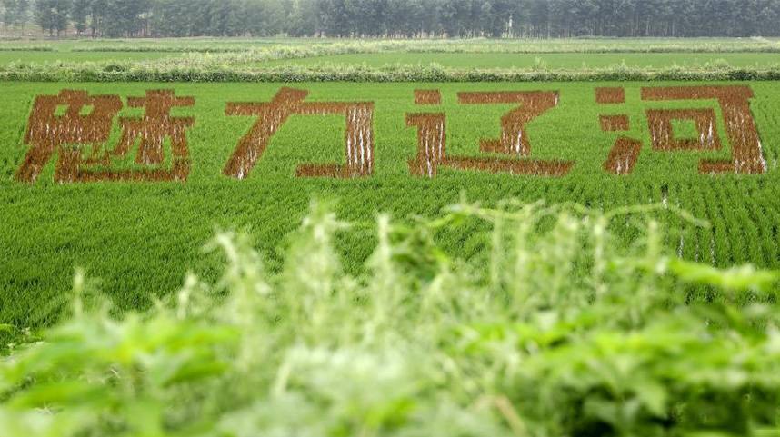 夏至里的“稻田画”