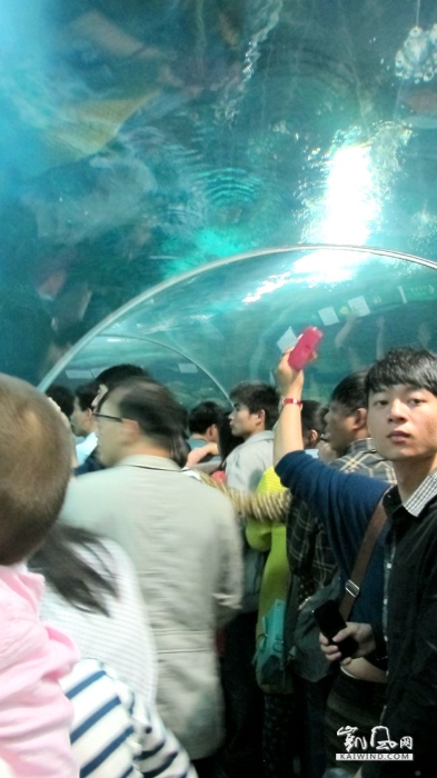 上海海洋水族館自動(dòng)步行海底隧道內(nèi)擁堵的長(zhǎng)隊(duì)。