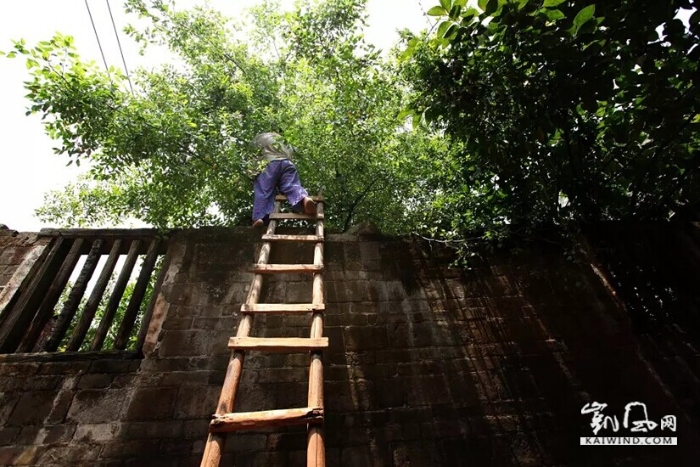 爬墻上樹登樓梯