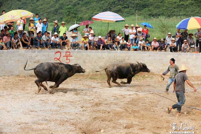 圖4：10月1日，人們?cè)趶V西柳州市融安縣大良鎮(zhèn)新寨村觀看斗牛。（譚凱興攝）副本