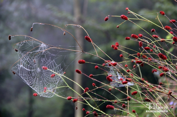 紅花、綠葉旁的“網(wǎng)”美得讓人陶醉
