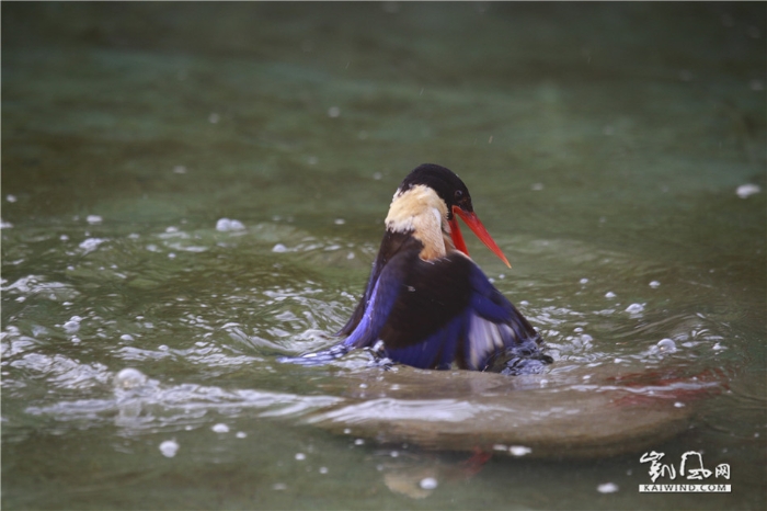 翠鳥捕食