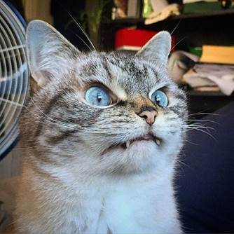 說明: Loki-vampire-cat3
