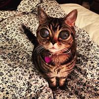 說明: http://www.odditycentral.com/wp-content/uploads/2015/06/Matilda-alien-eyes.jpg