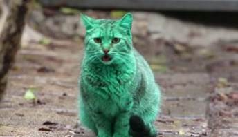 說明: green-cat-Bulgaria