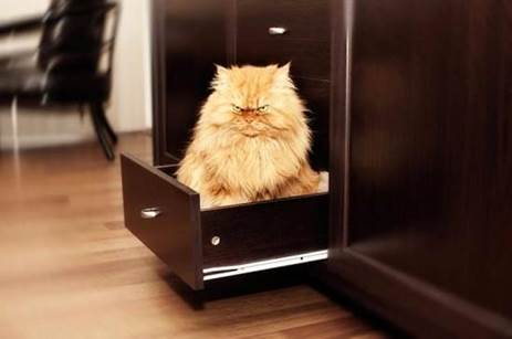 說明: Garfi-angry-cat