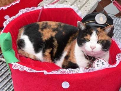 說明: Tama-Station-Master