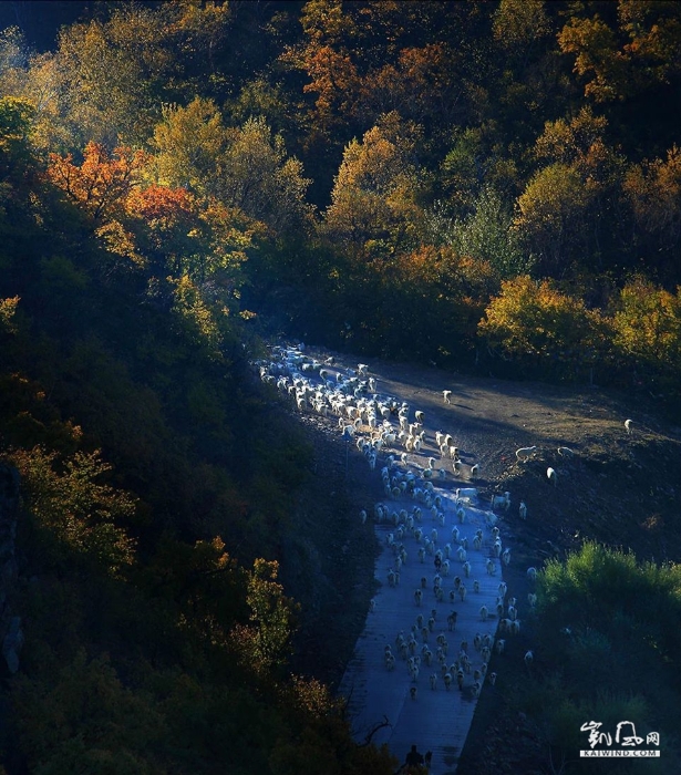 醉美楊樹溝