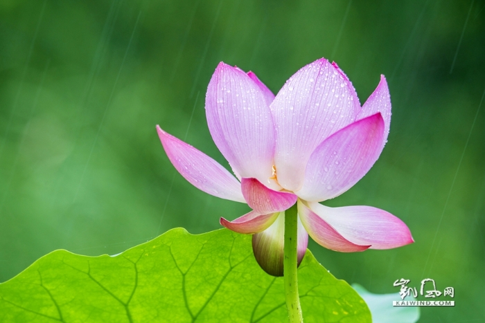 雨中戲荷