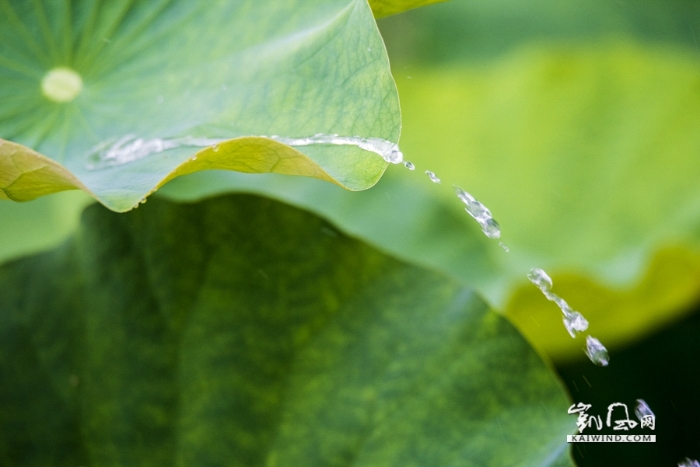 雨中戲荷