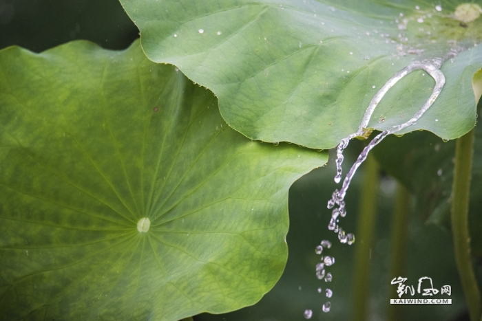 雨中戲荷