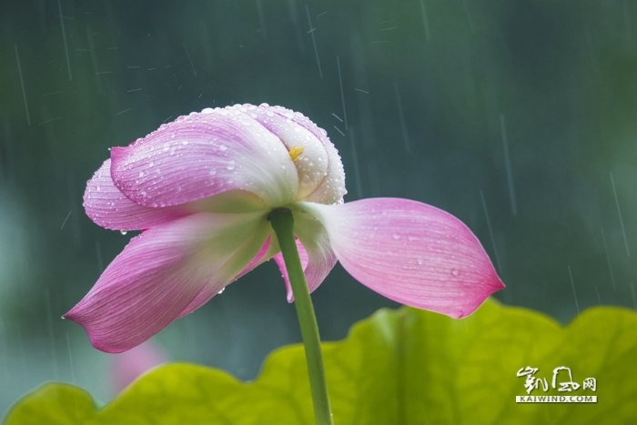 雨中戲荷
