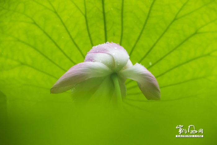 雨中戲荷