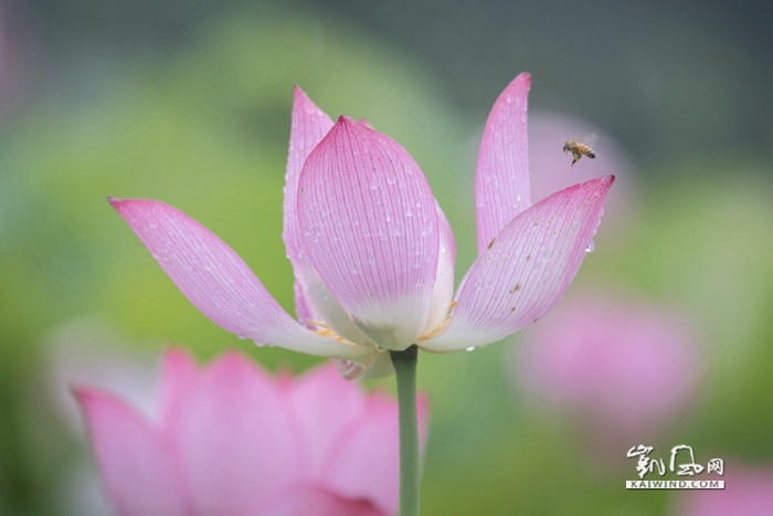 雨中戲荷