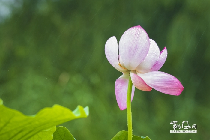 雨中戲荷
