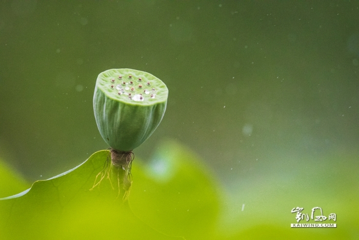 雨中戲荷
