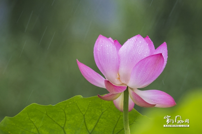 雨中戲荷