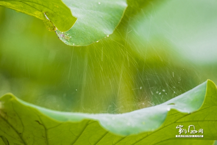 雨中戲荷