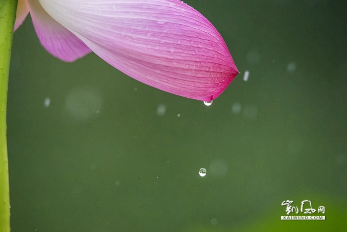 雨中戲荷